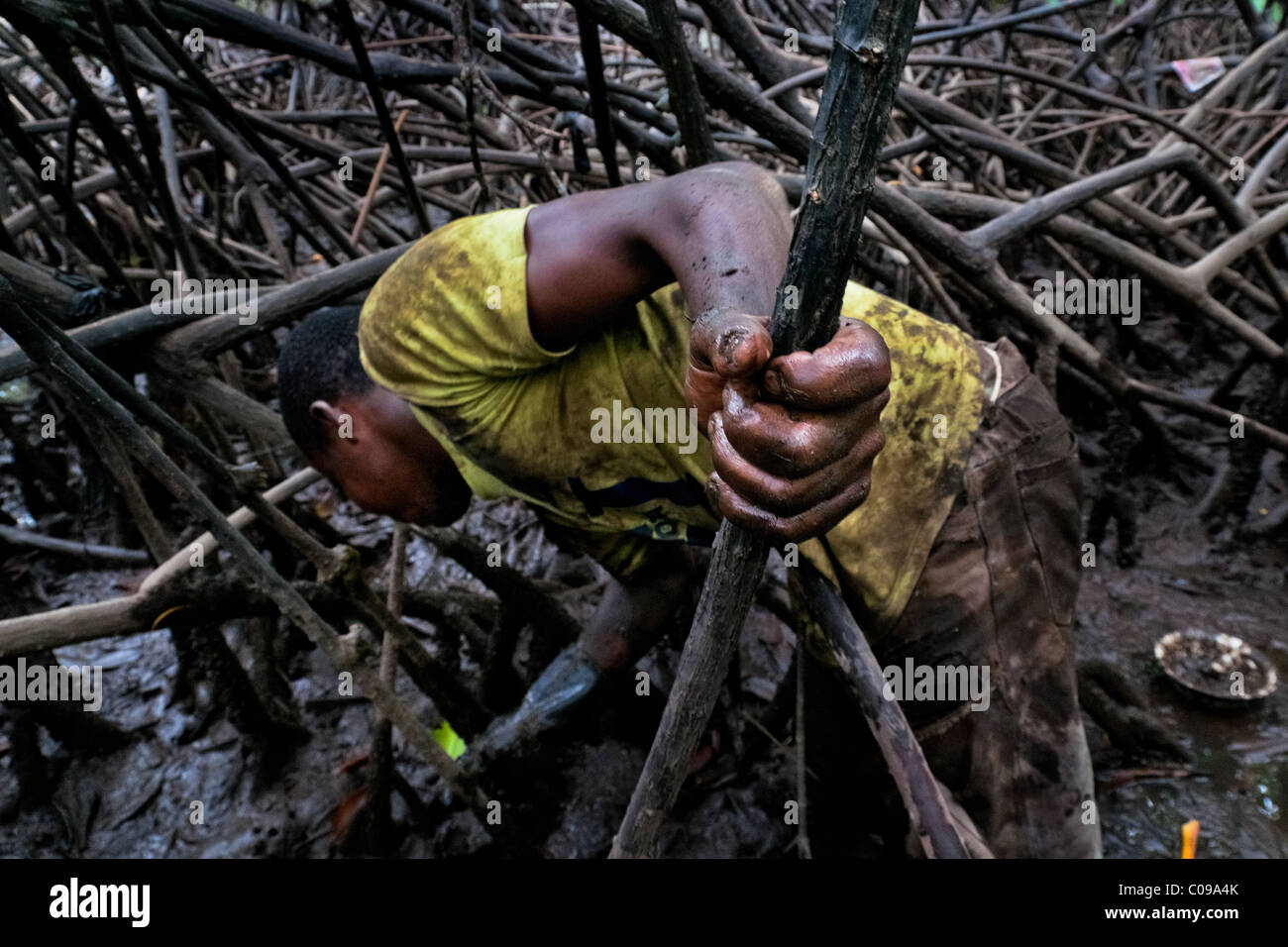 Ein kolumbianischer junge nimmt Schalentiere unter den Baumwurzeln in die Mangrovensümpfe an der Pazifikküste, Kolumbien. Stockfoto