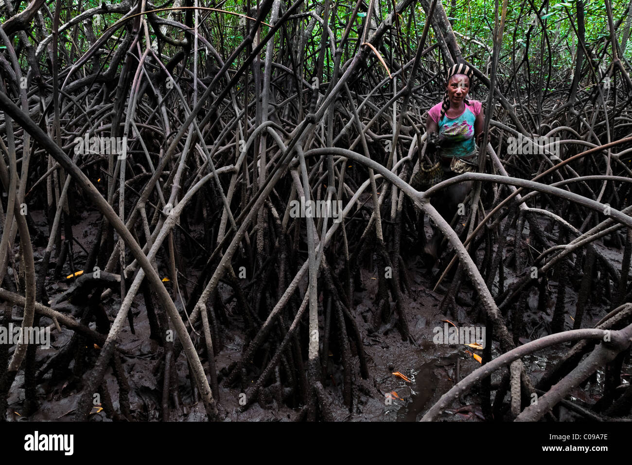 Eine kolumbianische Frau geht durch die dichten Labyrinth der Bäume beim Pflücken Muscheln in die Mangrovensümpfe an der Pazifikküste. Stockfoto