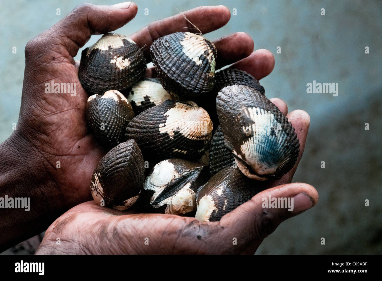 Ein kolumbianischer Mann zeigt Hände voller Muscheln gesammelt in die Mangrovensümpfe an der Pazifikküste, Kolumbien. Stockfoto