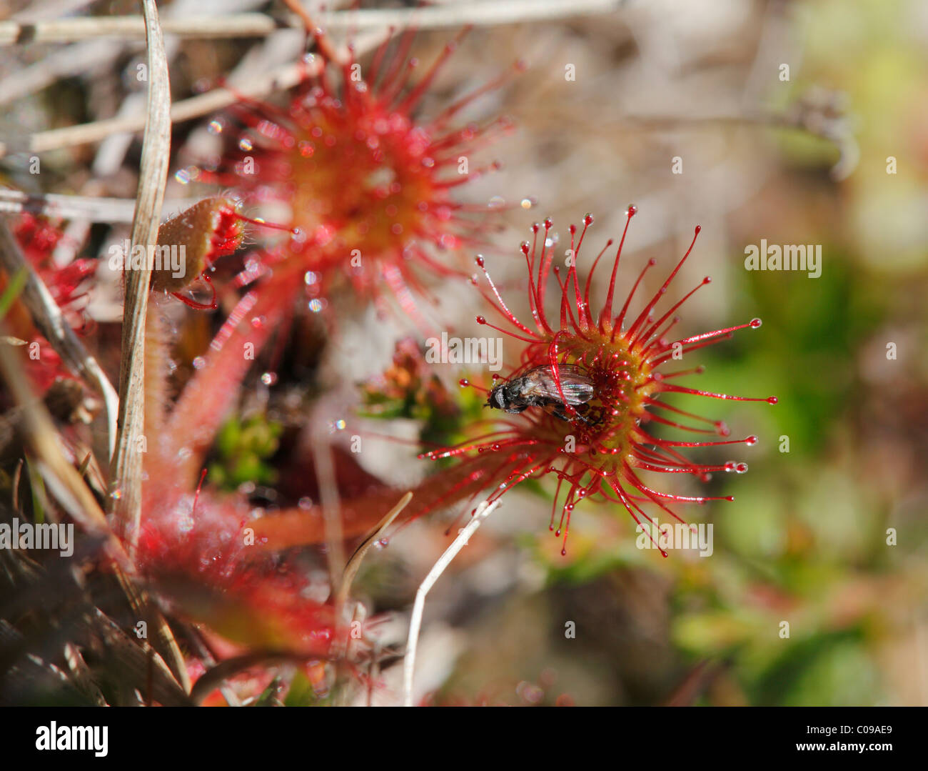 Runde-leaved Sonnentau (Drosera Rotundifolia) mit einer eingeschlossenen Fliege, fleischfressende Pflanze, Irland, britische Inseln, Europa Stockfoto