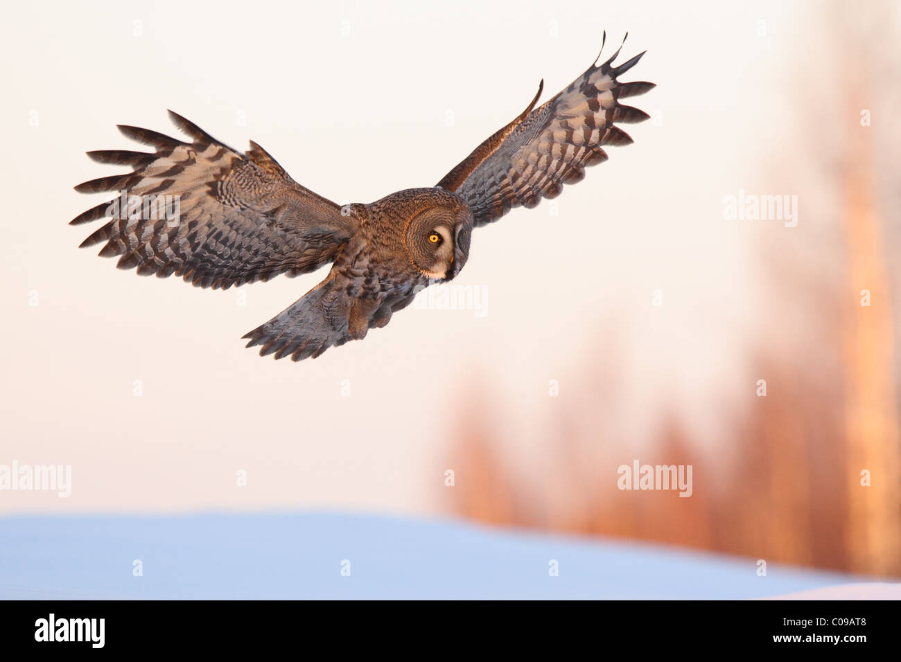 Wilde großen grau-Eule (Strix Nebulosa) im Flug, gemalt von Sonnenuntergang Licht. Europa Stockfoto