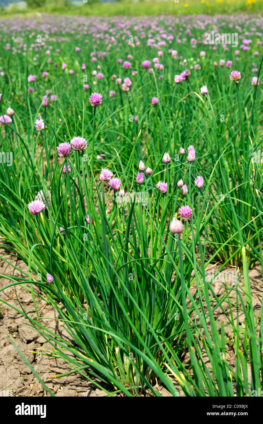 Blühender Schnittlauch (Allium Schoenoprasum) auf freiem Feld Stockfoto