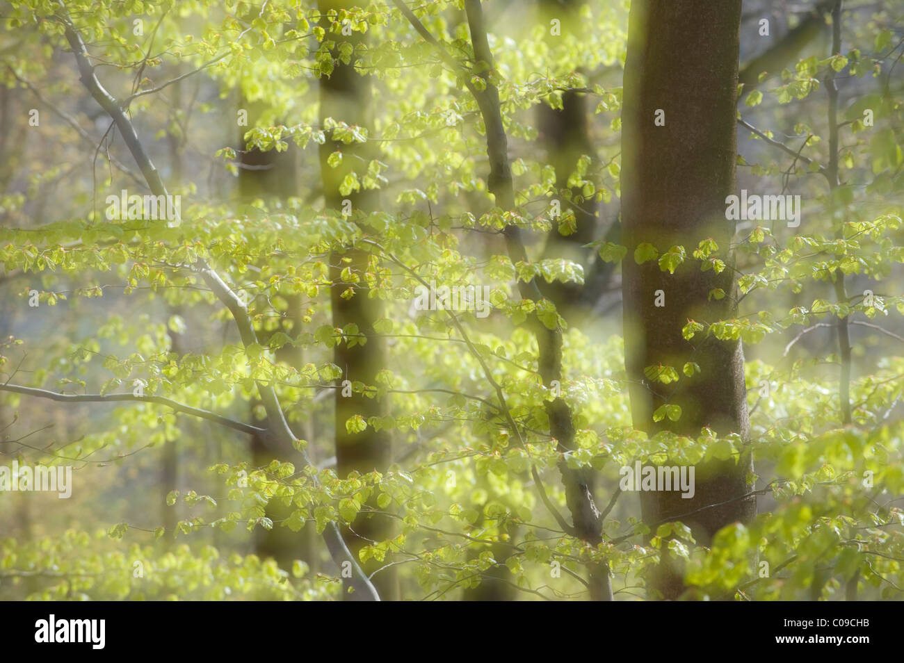 Buche Bäume im Frühling, Naturpark Habichtswald, Norden, Hessen, Deutschland, Europa Stockfoto
