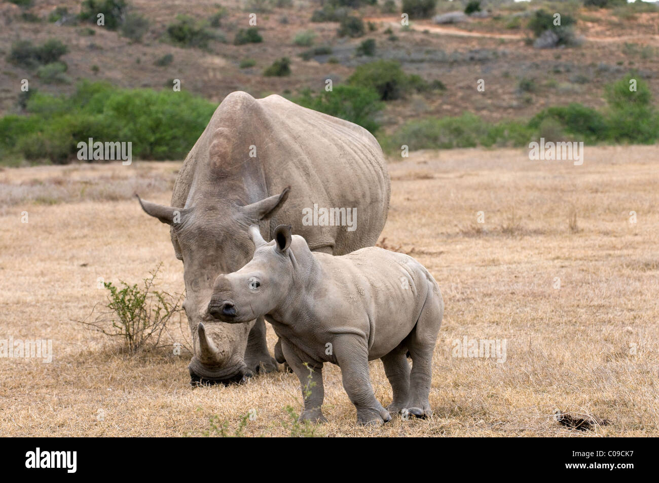 White Rhino, Kwandwe Game Reserve, Eastern Cape, Südafrika Stockfoto