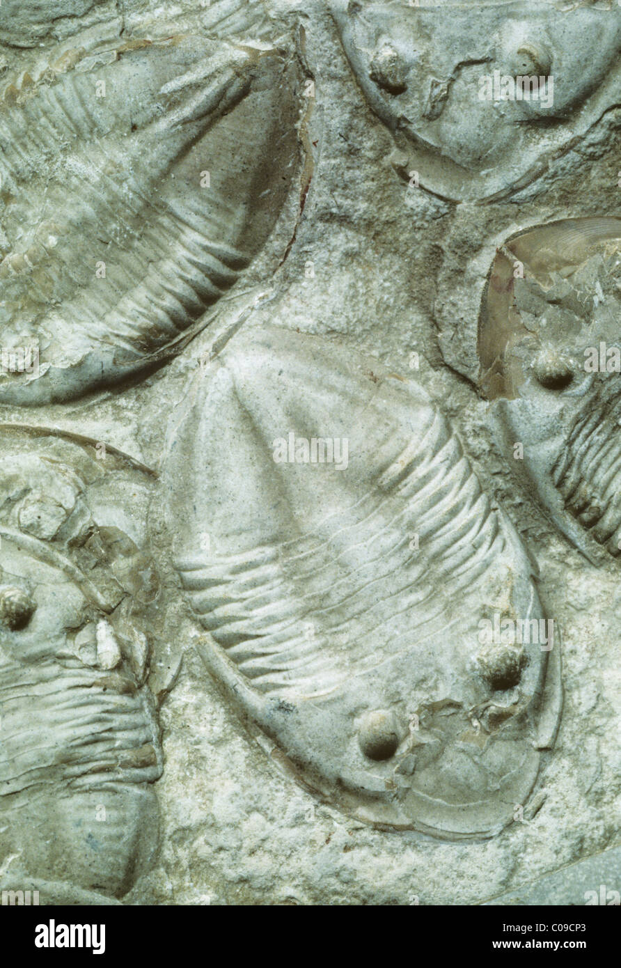Ordovician Fotos und Bildmaterial in hoher Auflösung Alamy