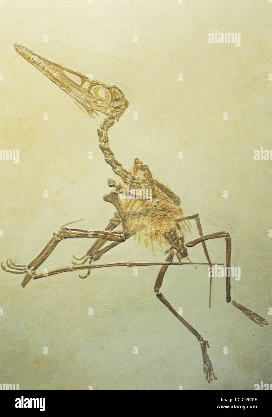 Pterodactylus Fotos und Bildmaterial in hoher Auflösung Alamy