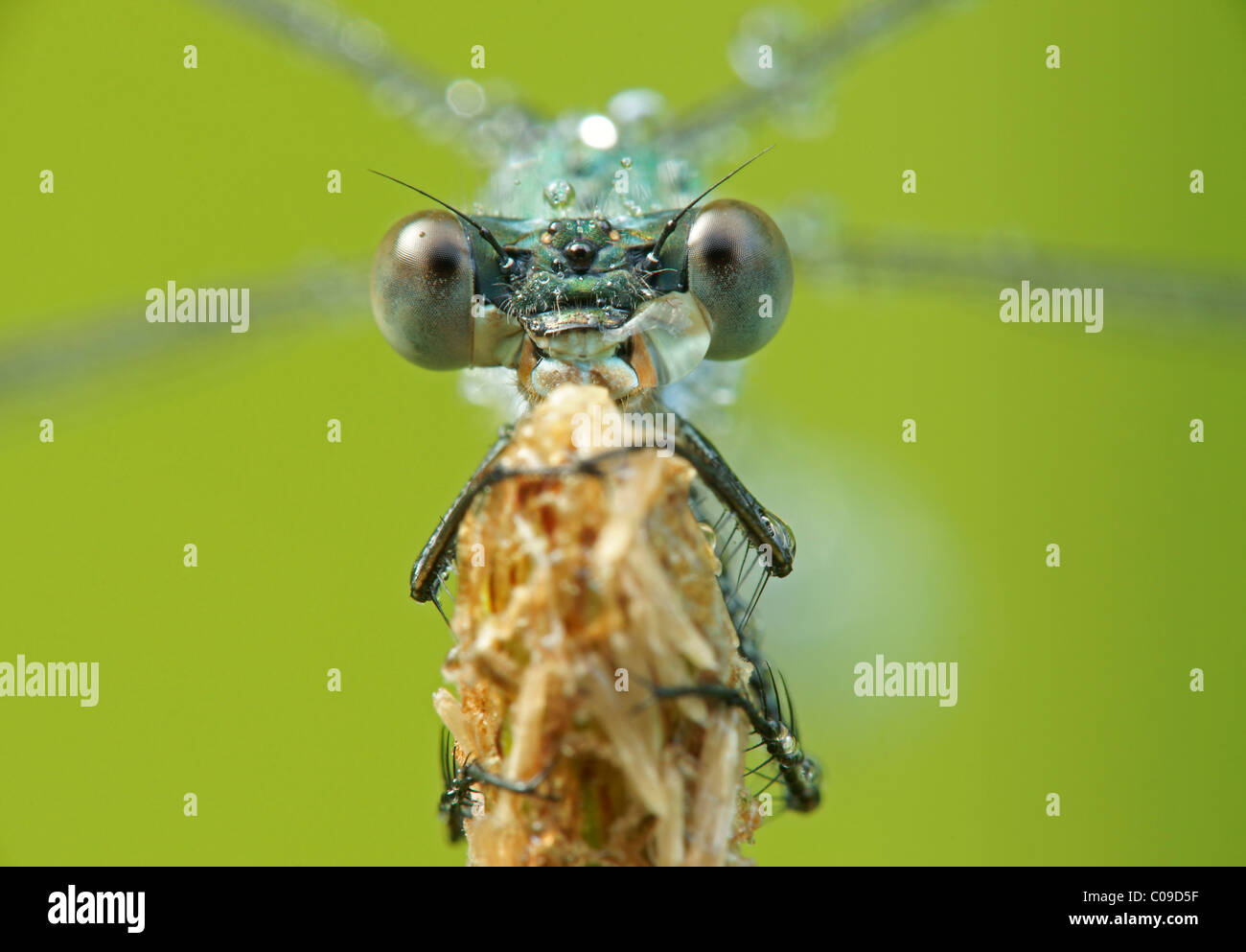 Emerald Damselfly oder gemeinsame Spreadwing (Lestes Sponsa) Stockfoto