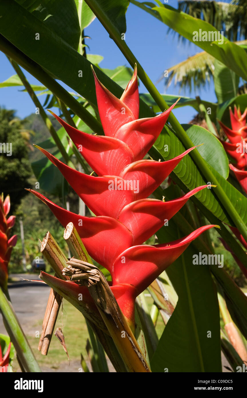 Tropische Pflanzen blühen oft in leuchtendem Rot auf den Cook-Inseln.  Tropenpflanzen Blühen oft Flammend Rot Stockfoto