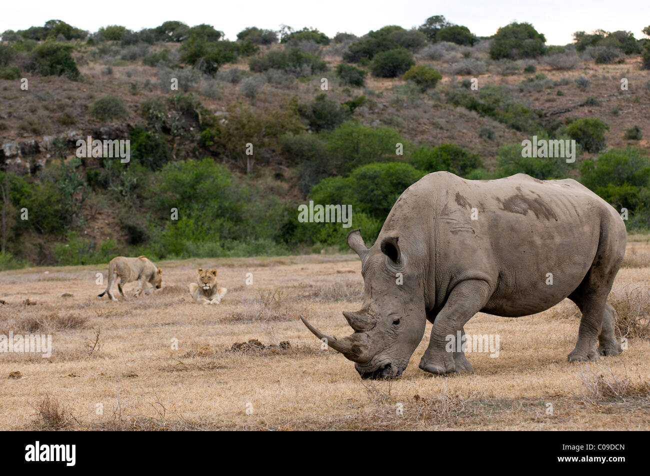 White Rhino mit Löwen, Kwandwe Game Reserve, Eastern Cape, Südafrika Stockfoto