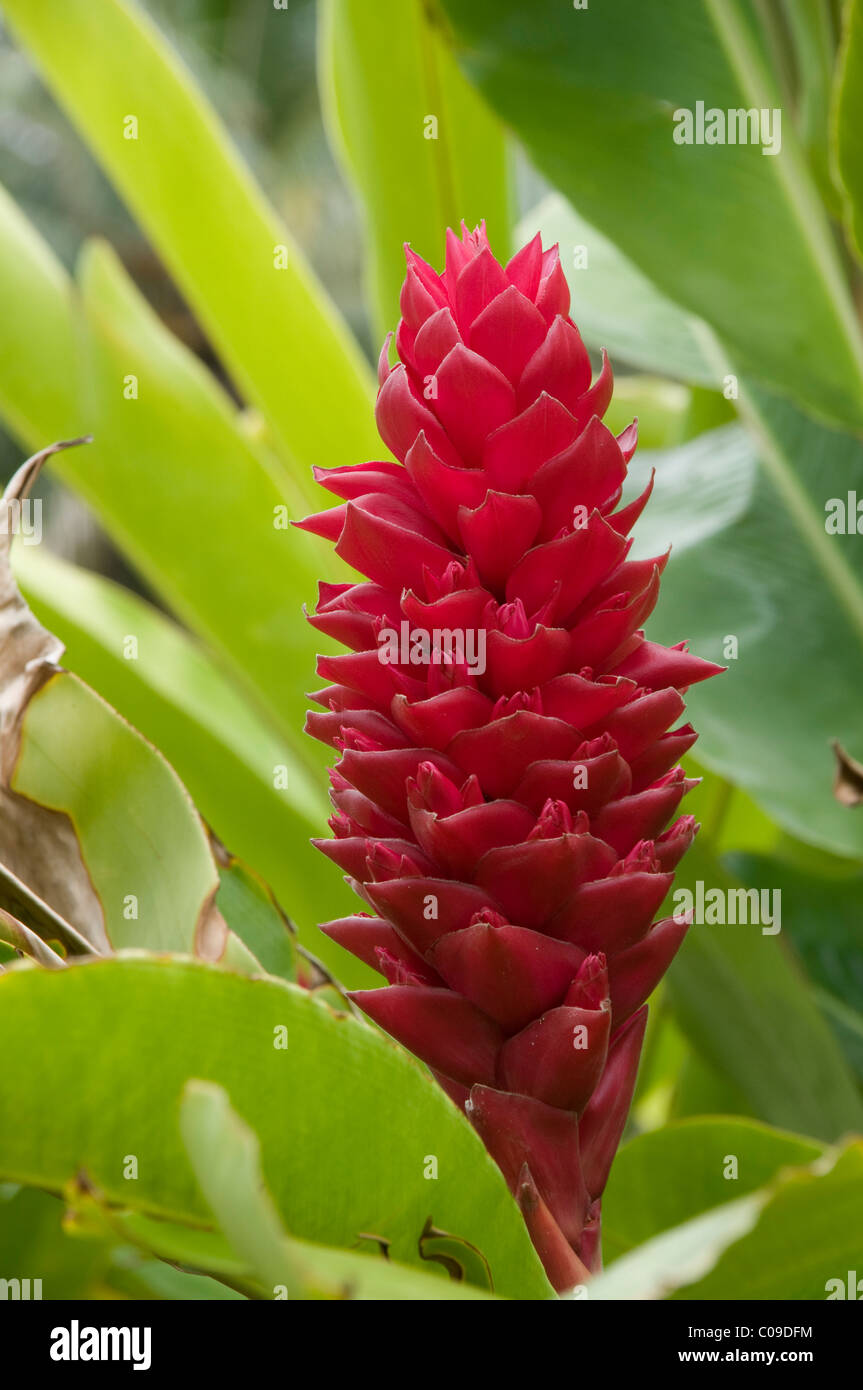 Tropische Pflanzen blühen oft in leuchtendem Rot auf den Cook-Inseln.  Tropenpflanzen Blühen oft Flammend Rot Stockfoto