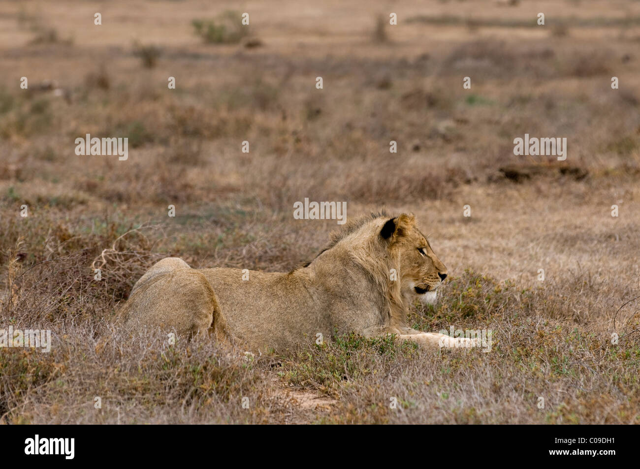Löwin, Kwandwe Game Reserve, Eastern Cape, Südafrika Stockfoto