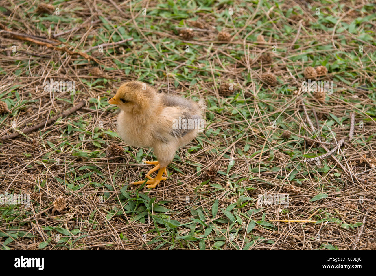 Hähnchen sind immer noch frei herum in den Dörfern auf Pazifischen Inseln.  Hühnerküken Laufen Auf Den Inseln der Südsee Frei umher Stockfoto