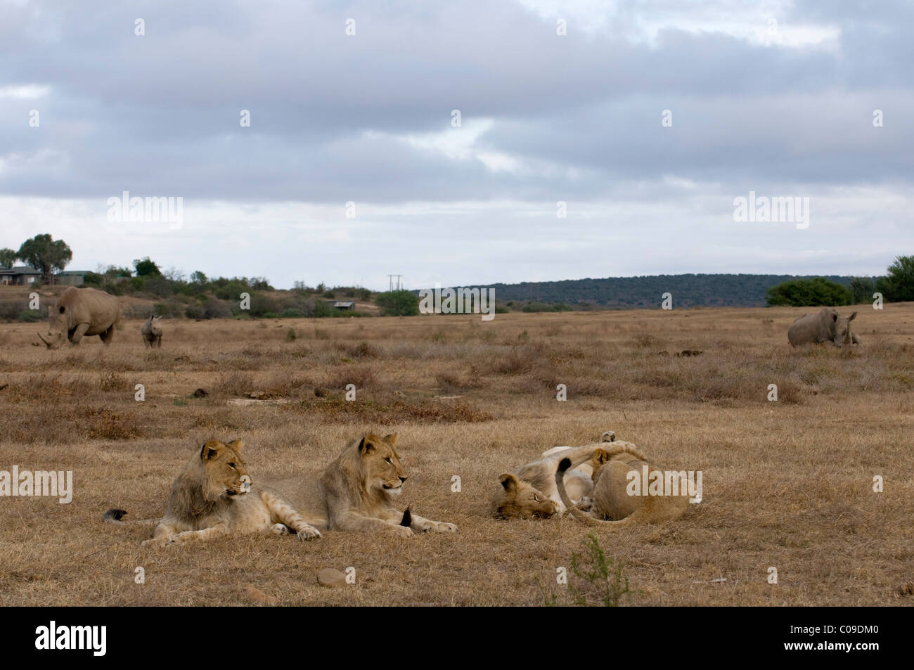 Junge Löwen und weißen Nashörner, Kwandwe Game Reserve, Eastern Cape, Südafrika Stockfoto