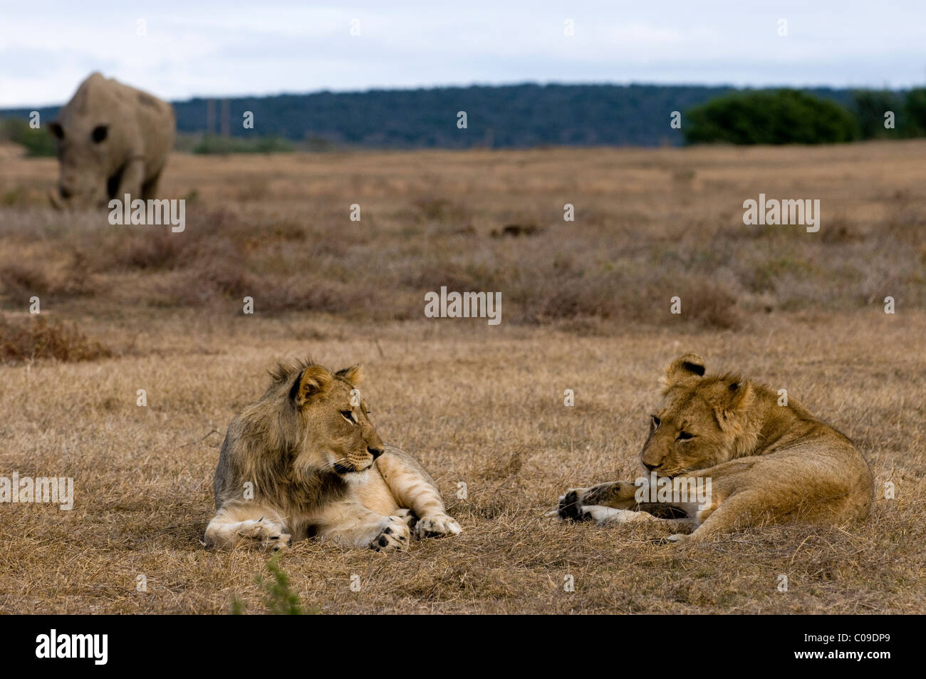 Junge Löwen und White Rhino, Kwandwe Game Reserve, Eastern Cape, Südafrika Stockfoto