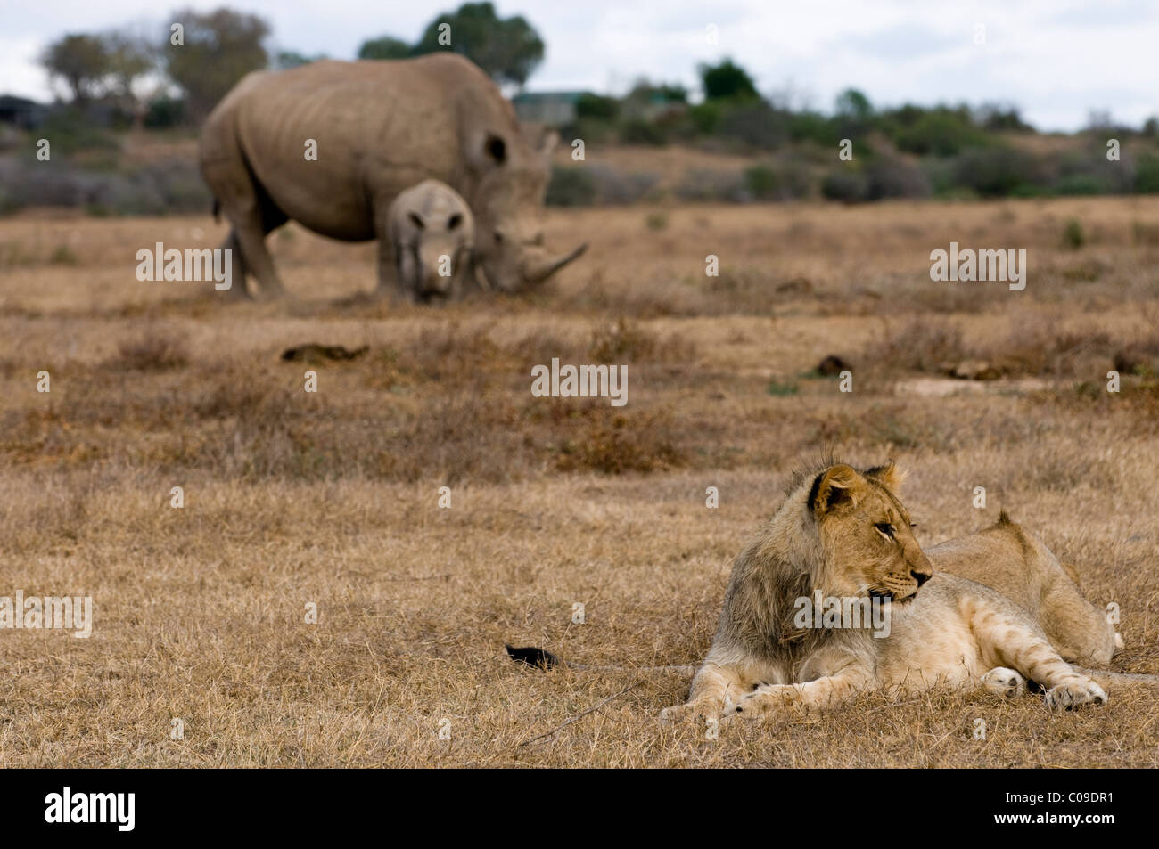 Löwe und weißen Nashörner, Kwandwe Game Reserve, Eastern Cape, Südafrika Stockfoto