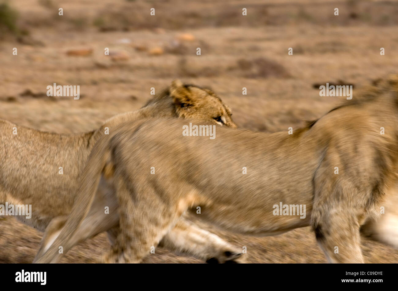 Löwen, Kwandwe Game Reserve, Eastern Cape, Südafrika Stockfoto