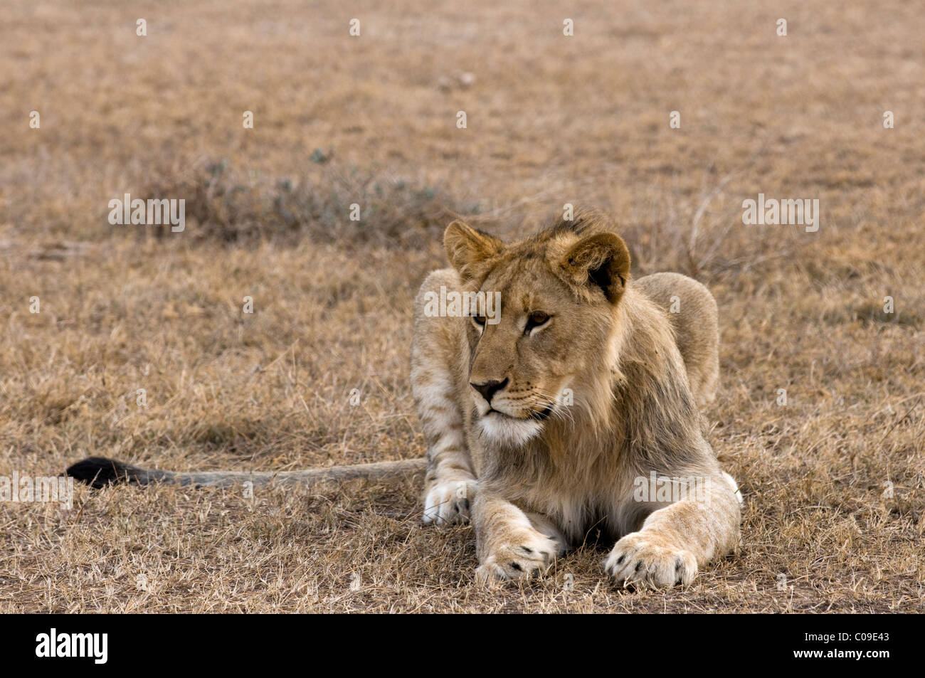 Löwin, Kwandwe Game Reserve, Eastern Cape, Südafrika Stockfoto