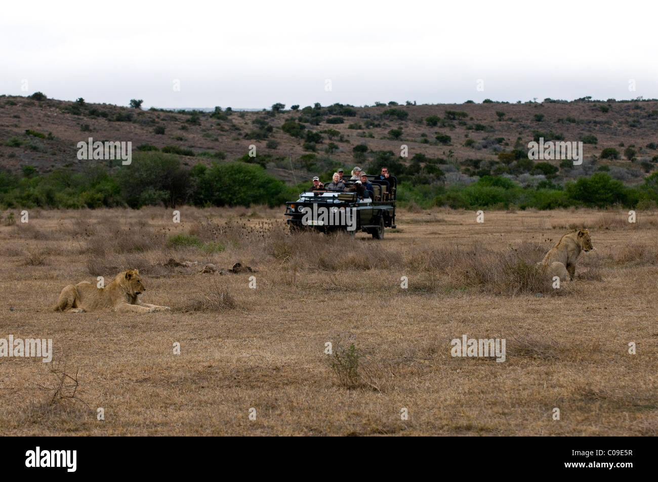 Touristen in einem Safari-Fahrzeug suchen bei Löwen, Kwandwe Game Reserve, Eastern Cape, South Africa Stockfoto