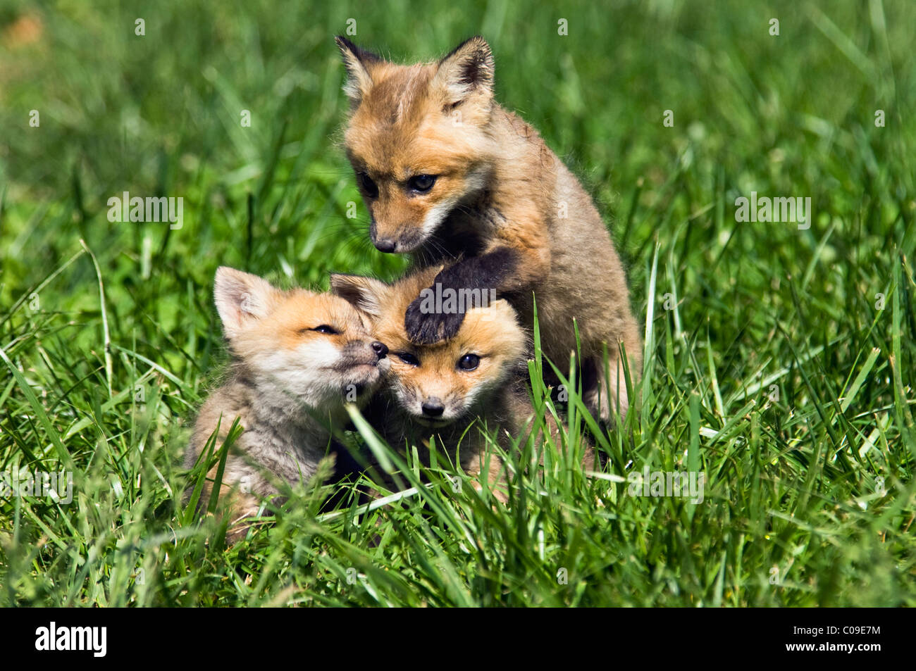 Drei Baby rote Füchse spielen zusammen in Floyd County, Indiana Stockfoto