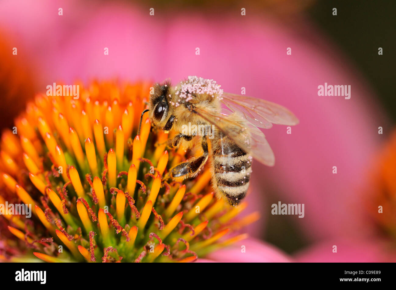 Europäische Honigbiene oder westliche Honigbiene (Apis Mellifera) auf Sonnenhut (Echinacea Purpurea), Deutschland, Europa Stockfoto