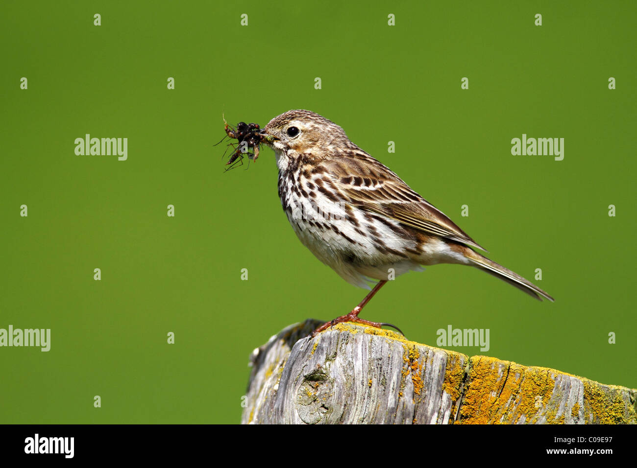 Wiese Pieper (Anthus Pratensis), thront auf einem Mast, Essen im Schnabel hält Altvogel Stockfoto