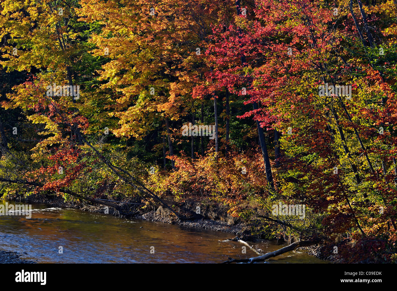 Herbst Farbe Ion Swift River im Carroll County, New Hampshire Stockfoto