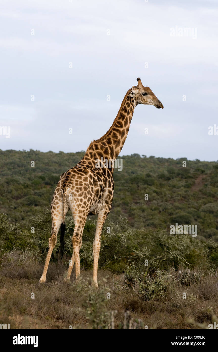 Giraffe, Kwandwe Game Reserve, Eastern Cape, Südafrika Stockfoto