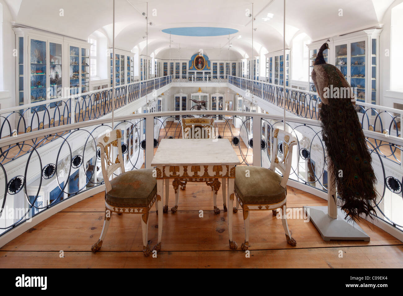 Historische Ausstellung Hall in das Museum of Natural History, Bamberg, Oberfranken, Franken, Bayern, Deutschland, Europa Stockfoto