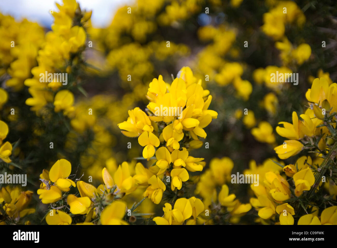 Gemeinsamen Gorse, Ulex Europaeus wachsen auf Heideland in Co. Kerry, Irland Stockfoto