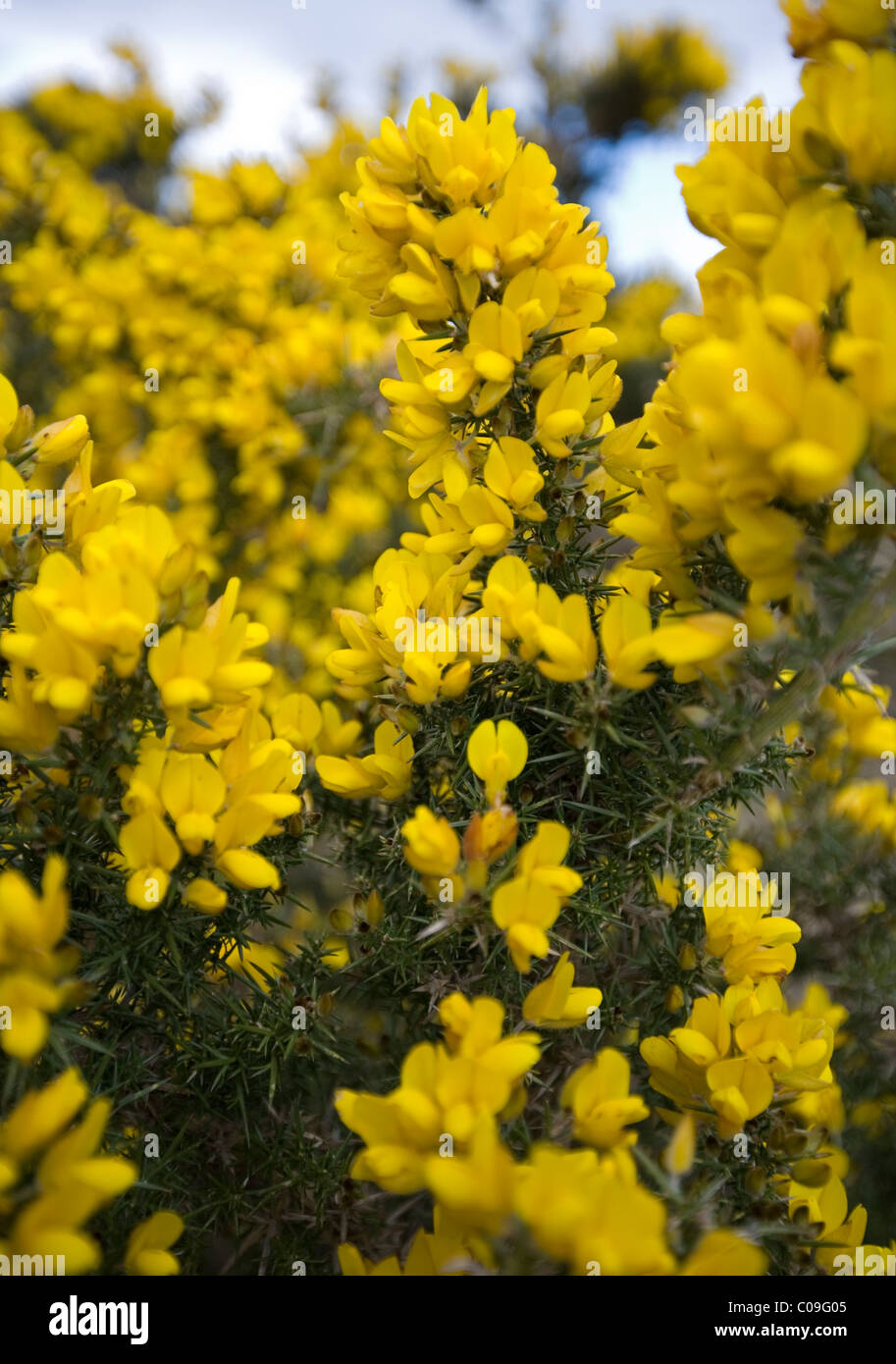 Gemeinsamen Gorse, Ulex Europaeus wachsen auf Heideland in Co. Kerry, Irland Stockfoto