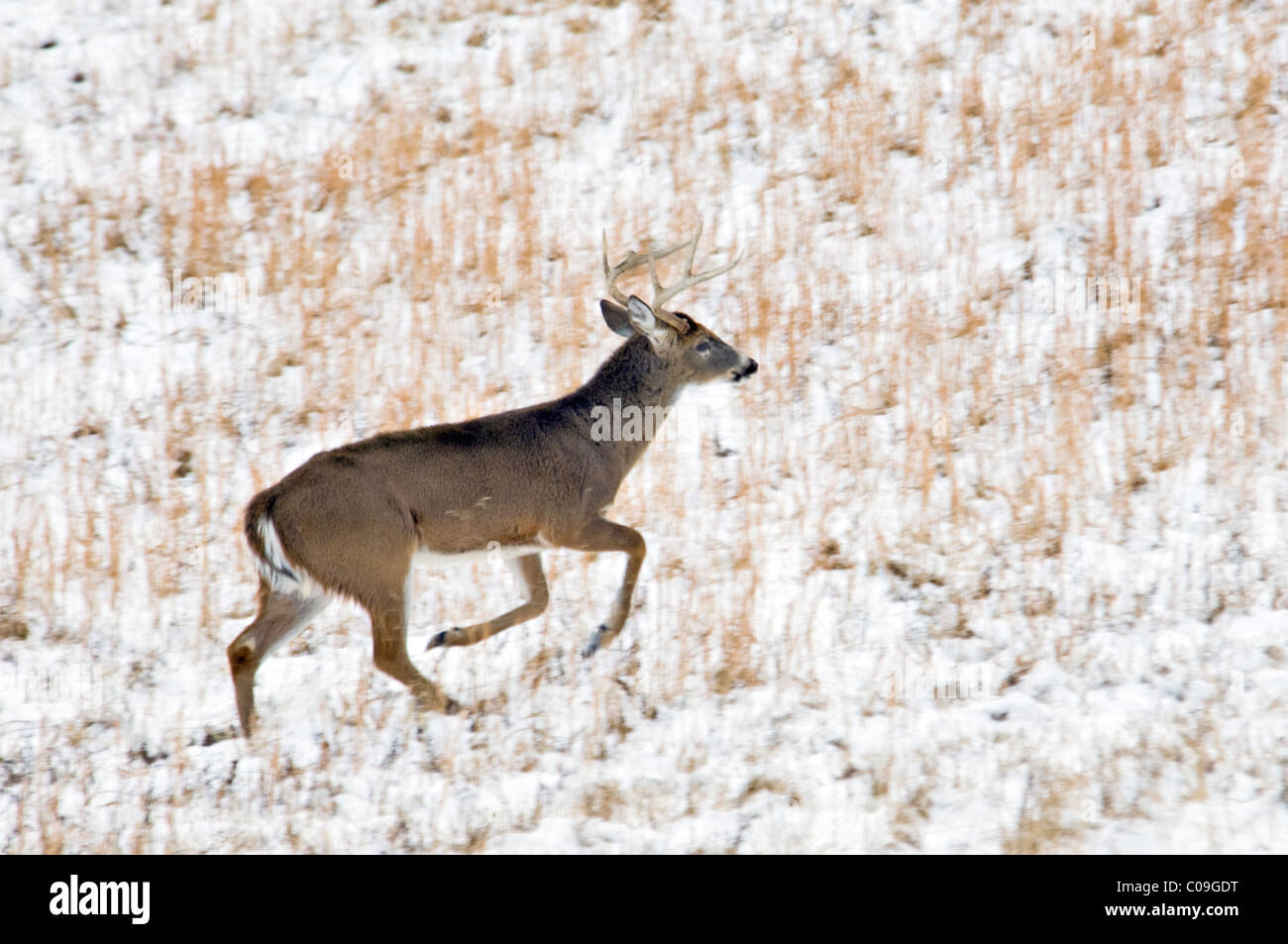 Weiß - angebundene Rotwild Buck mit gebrochenen Geweih Tine läuft durch Schnee bedeckt Feld in Cades Cove in den Great Smokey Mountains Stockfoto