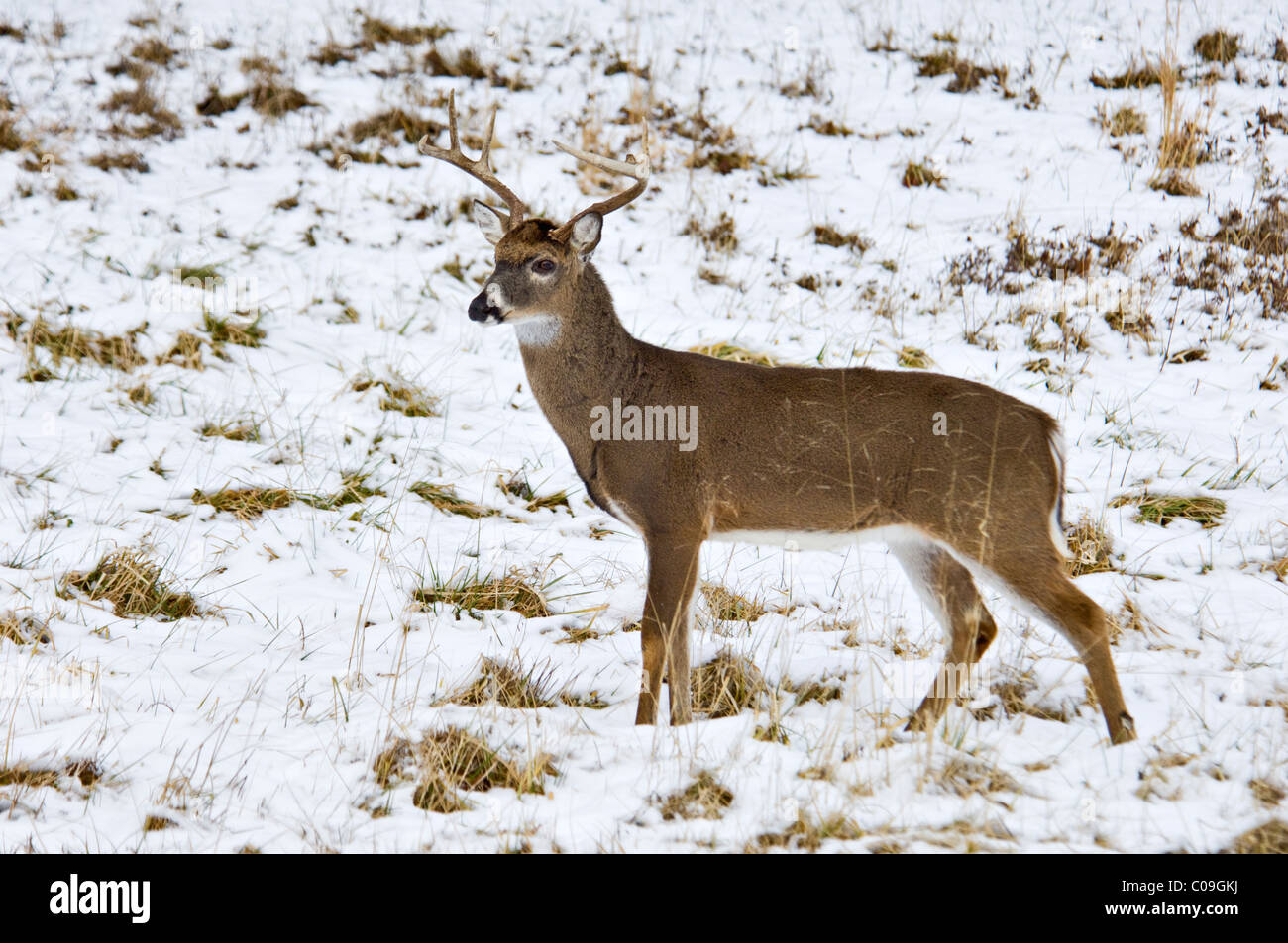 Alert weiß - angebundene Rotwild Buck mit gebrochenen Geweih Tine im Schnee bedeckt Feld in Cades Cove in den Great Smokey Mountains Stockfoto