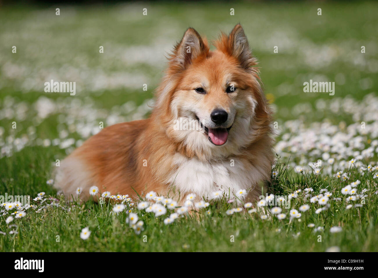 Elo-Husky Mix Rasse Stockfoto