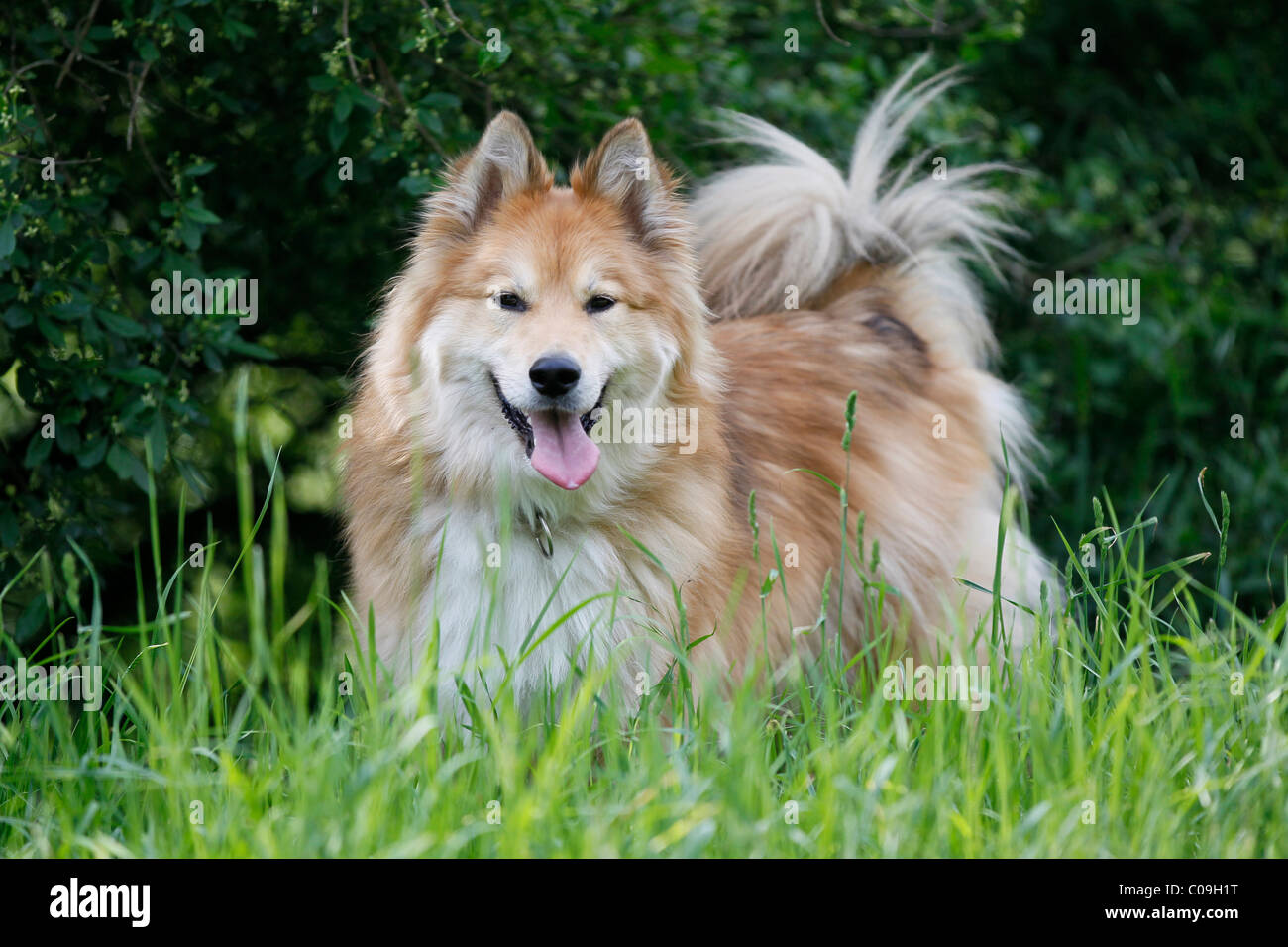 Elo-Husky Mix Rasse Stockfoto