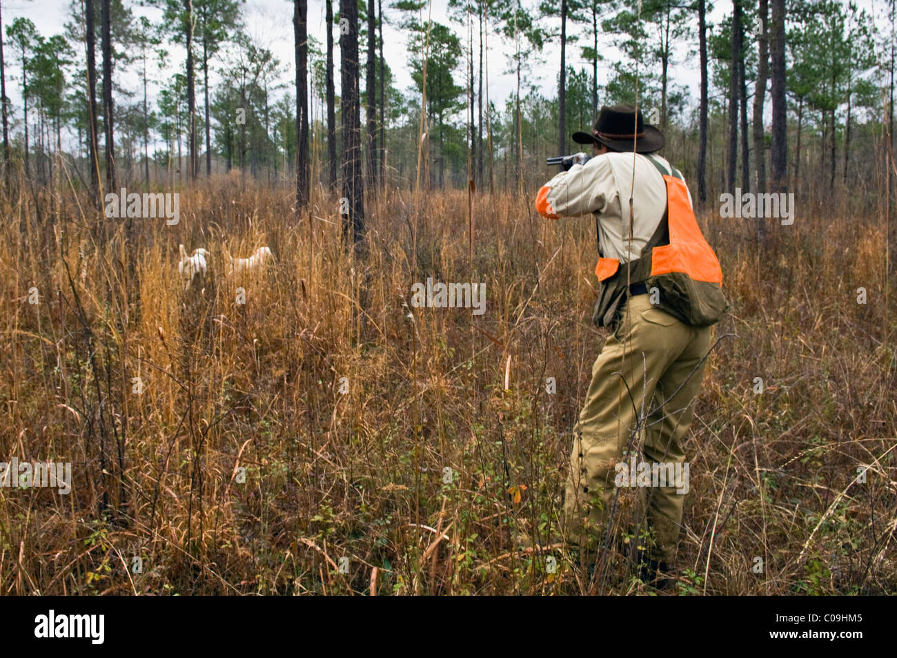 Jäger schießen auf Flushing Vögel als English Setter Rücken ein anderer Hund in Punkt bei Wachteln Jagd in Piney Woods of Georgia Stockfoto