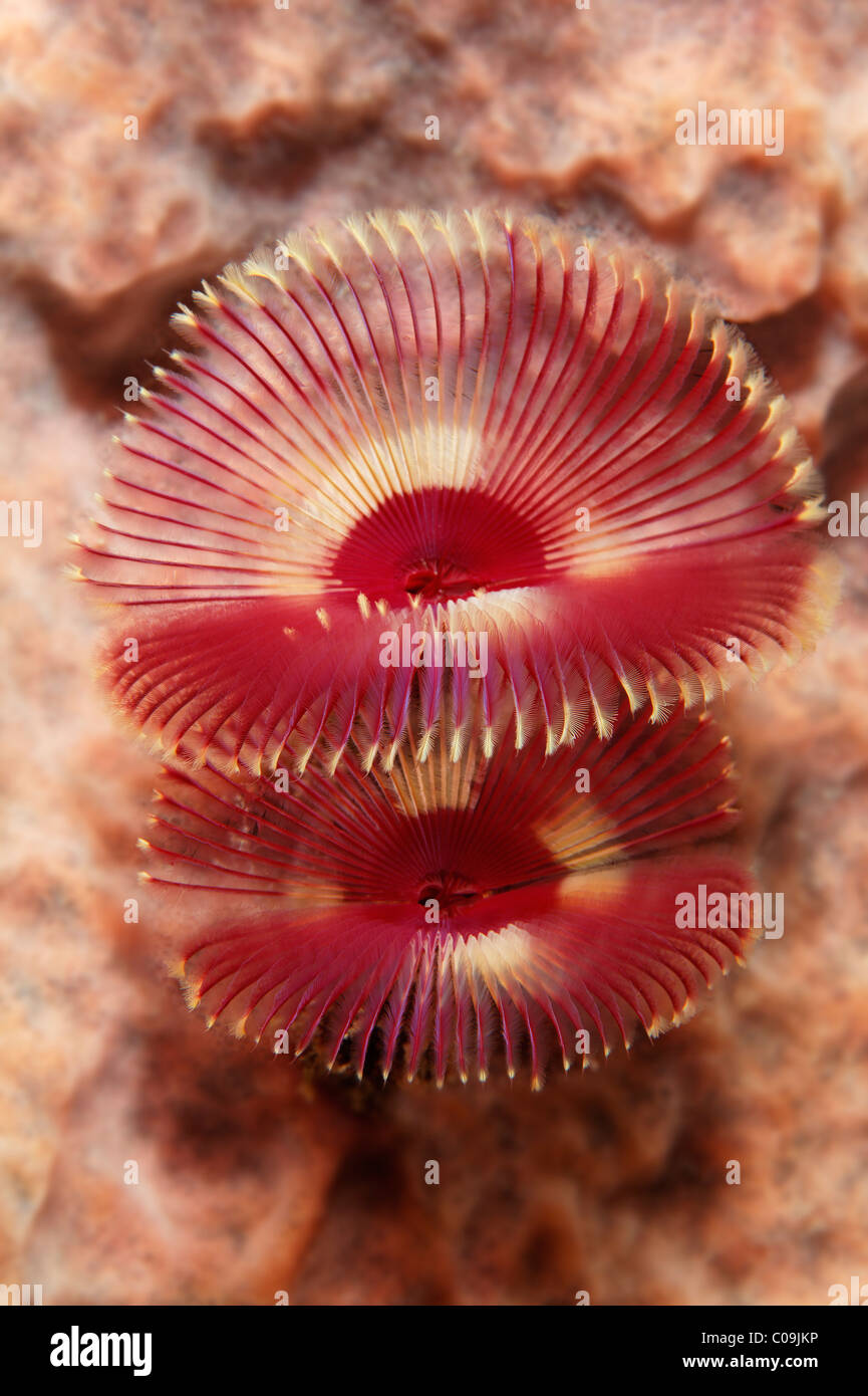 Split-Krone Staubwedel (Anamobaea Orstedii), Little Tobago, Speyside, Trinidad und Tobago, Antillen, Karibik Stockfoto