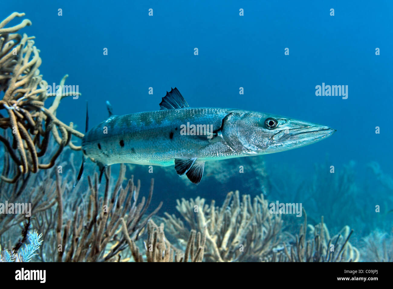 Großer Barrakuda (größten Barracuda) versteckt zwischen Weichkorallen, Little Tobago Speyside, Trinidad und Tobago, kleine Antillen Stockfoto