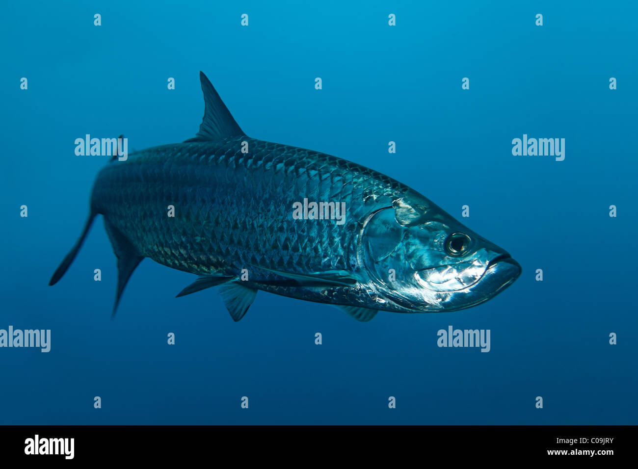 Atlantische Tarpon (Megalops Atlanticus) in blau, Little Tobago, Karibik, kleine Antillen, Speyside, Trinidad und Tobago Stockfoto