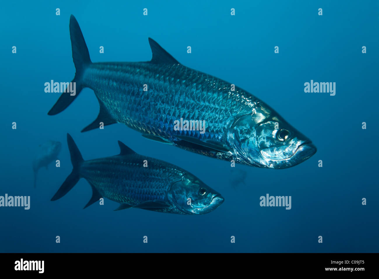 Atlantische Tarpons (Megalops Atlanticus) in blau, Little Tobago, Karibik, kleine Antillen, Speyside, Trinidad und Tobago Stockfoto