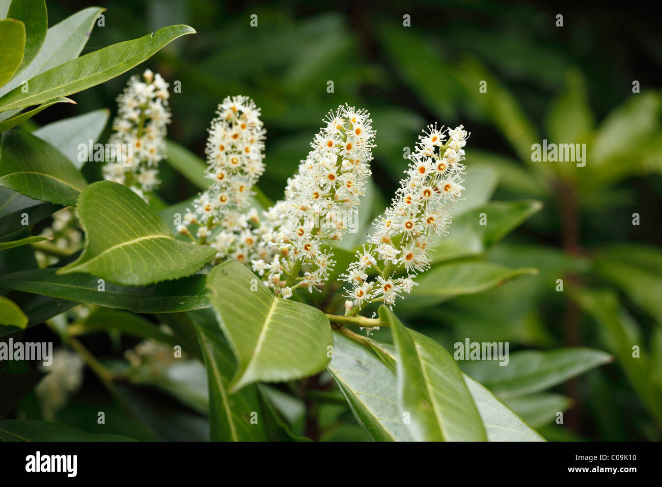 Kirschlorbeer (Prunus Laurocerasus) Blüten, Irland, Europa Stockfoto