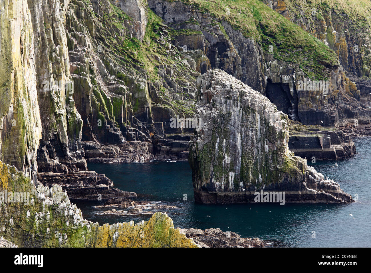 Klippen, steile Küste auf der Old Head of Kinsale, County Cork, Irland, britische Inseln, Europa Stockfoto