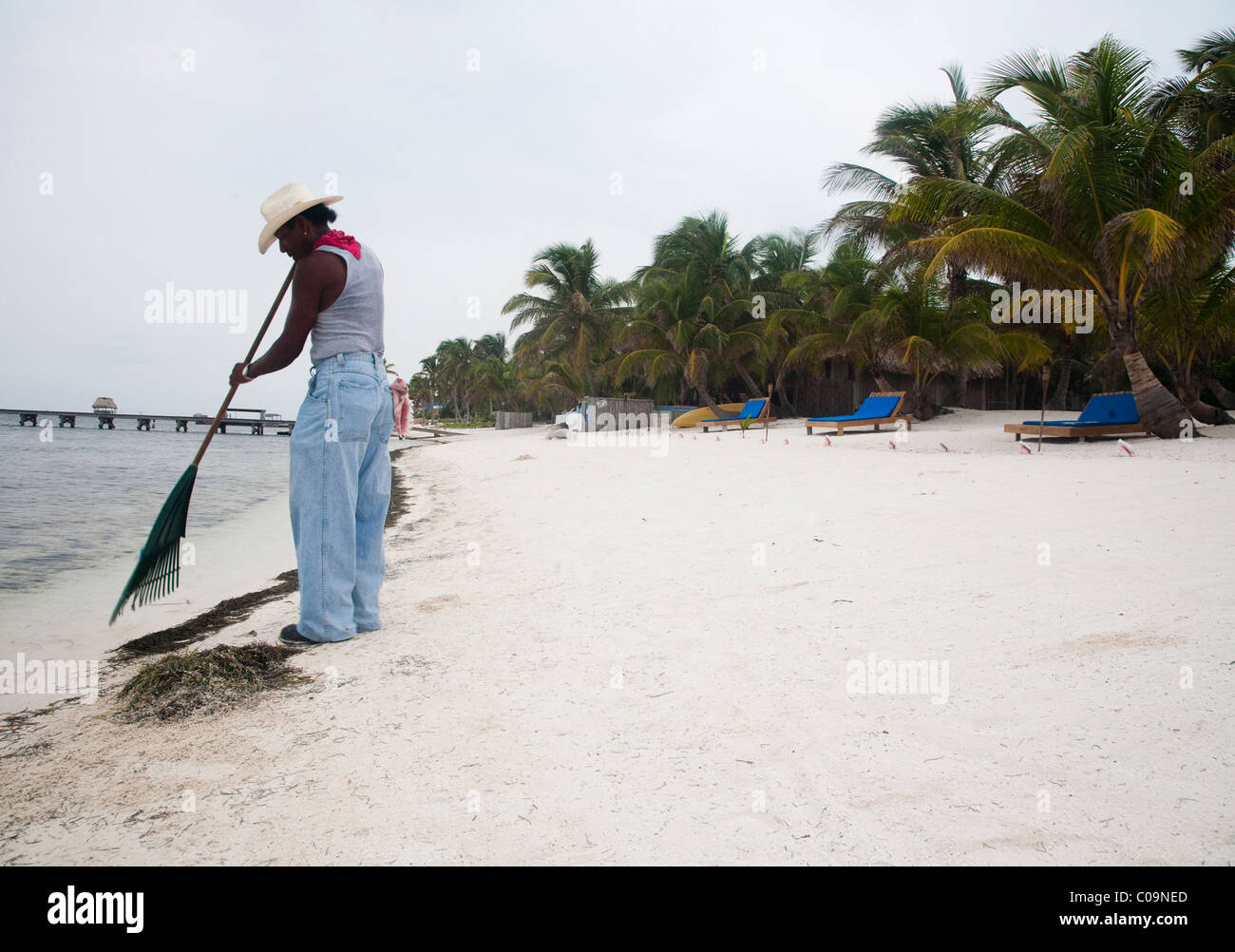 Ein Mann Rechen Algen an der Küste von Belize Ambergris Cay. Stockfoto