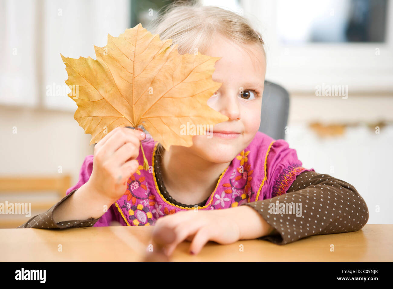 Ein Mädchen hält ein Ahornblatt Stockfoto