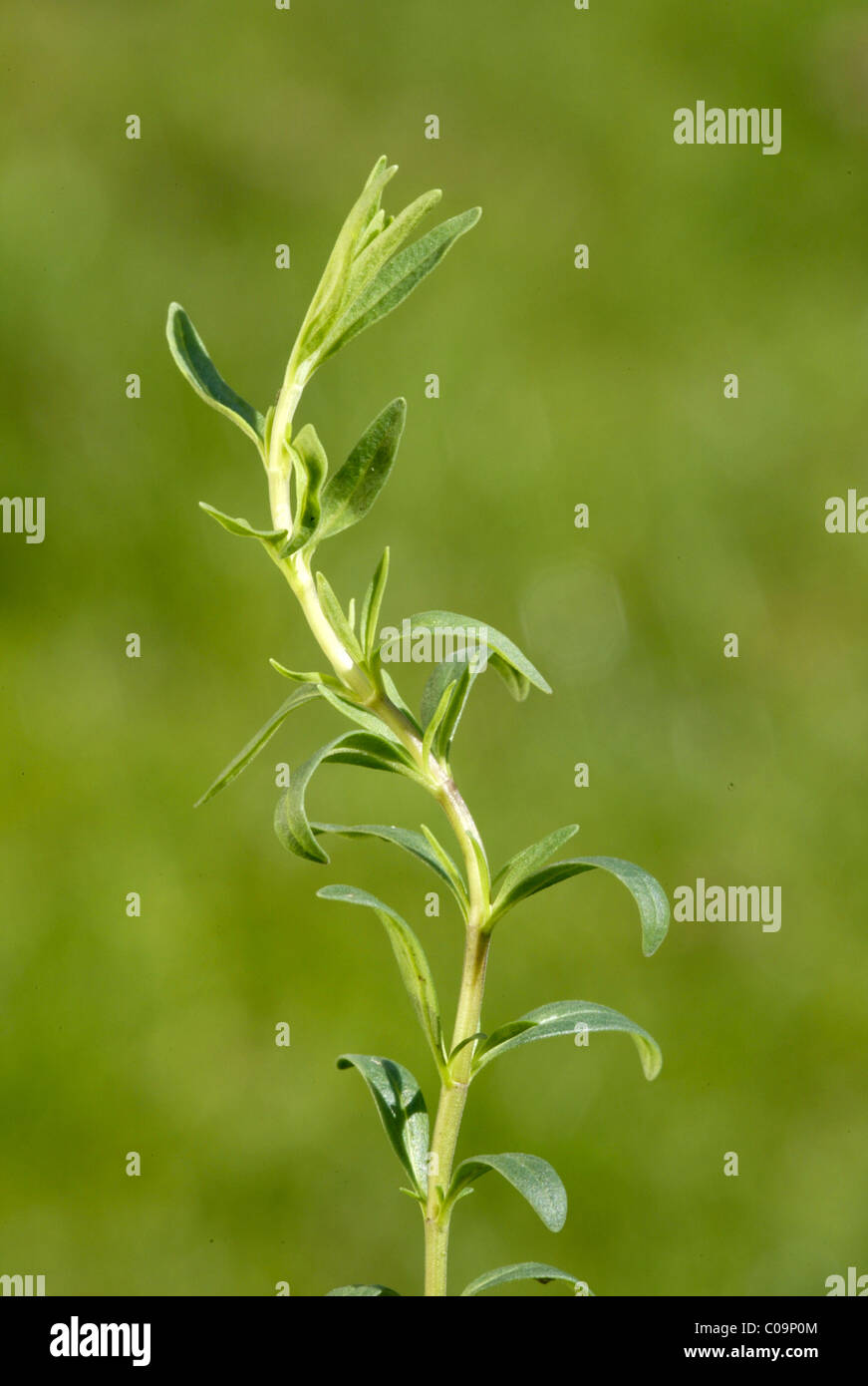 Ysop (Hyssopus Officinalis), Heilpflanze, Gewürzpflanze Stockfoto