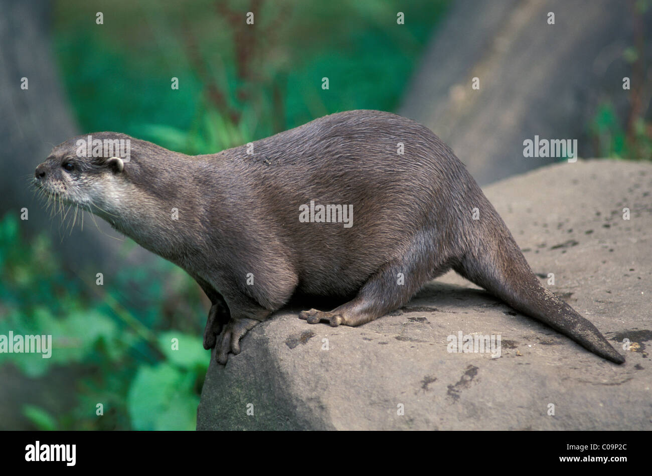 Oriental kleine krallte Otter oder asiatische kleine krallte Otter (Aonyx Cinerea), südostasiatische Lebensraum Stockfoto