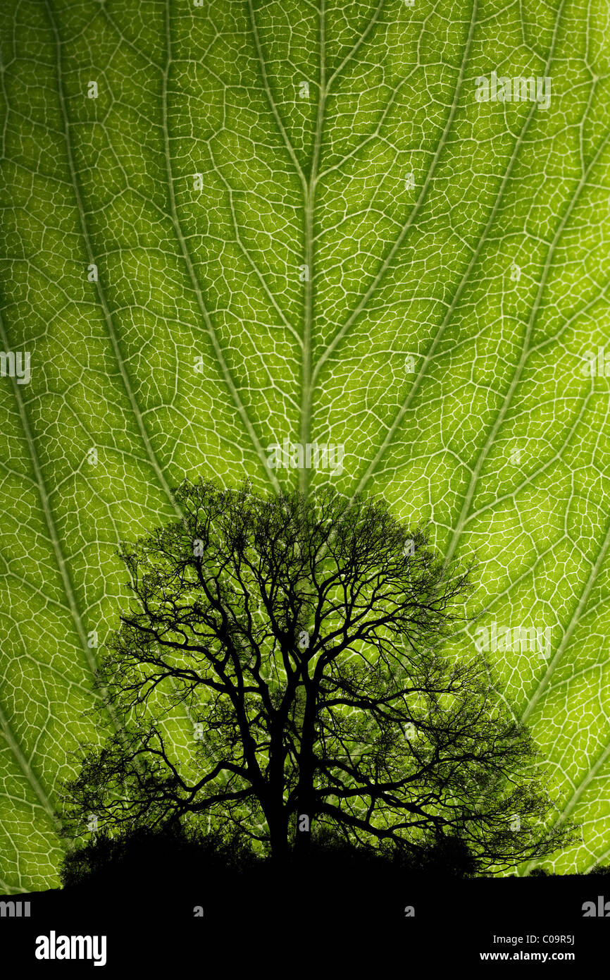 Baum im Blatt, Fotomontage Stockfoto