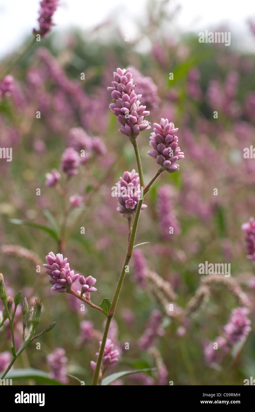 Wasserknöterich teich Fotos und Bildmaterial in hoher Auflösung Alamy