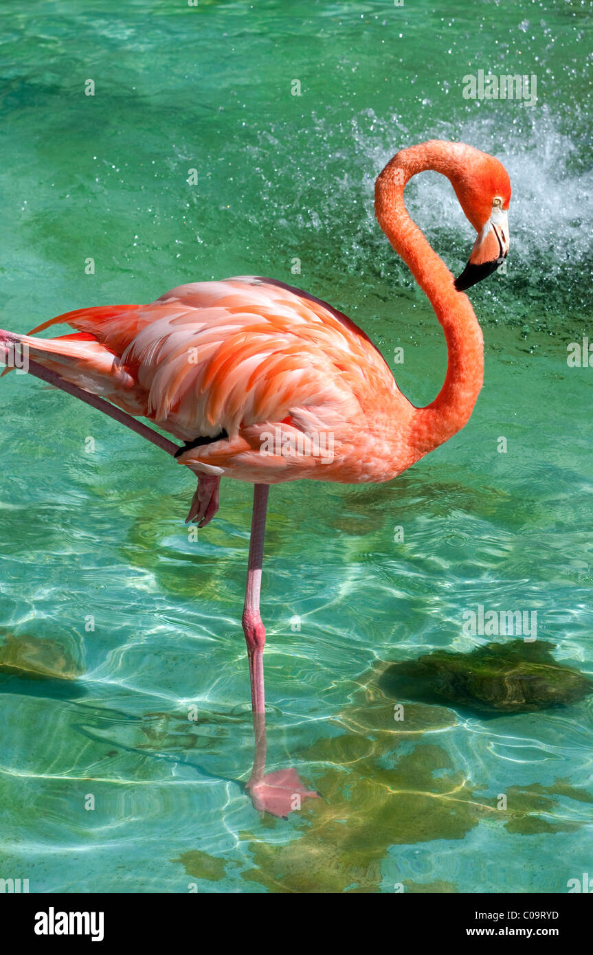 Pink Flamingo, Punta Cana, Dominikanische Republik Stockfoto