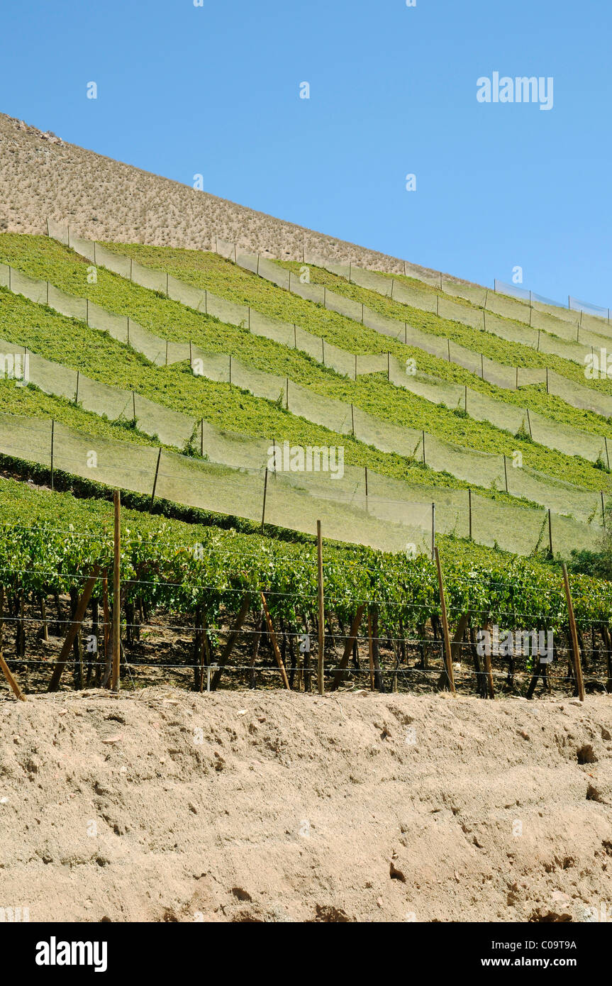 Weinberge, Landwirtschaft, fruchtbares Tal, Wüste Berge, Pisco Elqui, Dorf, Vikunja, Valle d'Elqui, Elqui-Tal, La Serena Stockfoto