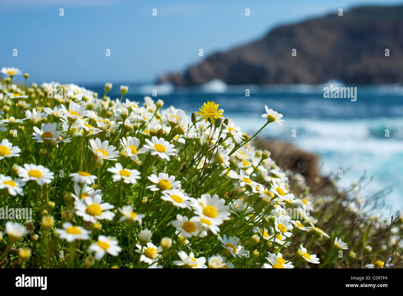 Blumen am Meer, Cap de Fornells, Menorca, Balearen, Spanien, Europa  Stockfotografie - Alamy